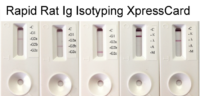 Rapid rat antibody isotyping kit